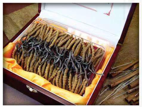 红古冬虫夏草回收